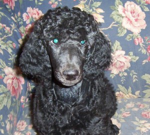 Luca